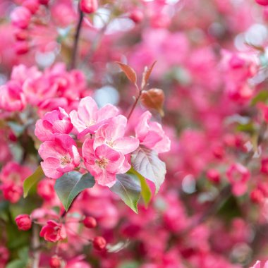 beautiful red flowers on a branch of an apple tree against the background of a blurred garden. Square frame. Flowers of an apple-tree of Nedzvetsky (Malus niedzwetzkyana Dieck)