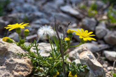 Yellow wildflowers Camphor Weed (Heterotheca subaxillaris) bloom on the shores of a lake in Rishon LeZion. Blurred background. Macro. Israel. Yellow flowers near the Mediterranean coast.