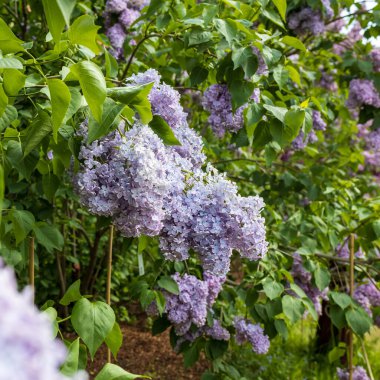 Doğal yaz geçmişi. Bahçedeki leylak. Kare kare