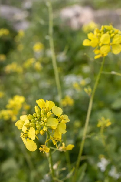 Diplotaxis Flowering Rapeseed Canola Colza Latin Brassica Napus Plant Green — Stock Photo, Image