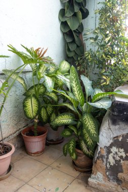 Ev bitkileri ile Atik - hurma ağacı, dieffenbachia, aloe, sansevier, rhododendron