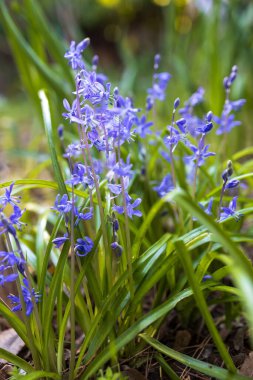 Blue scylla flowers in the early spring with slightly unfocused background.