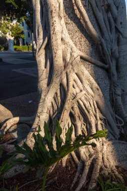 A large part of the roots of the banyan trunk with carvings.