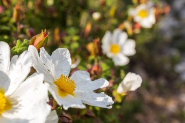 Flowering of Cistus salviifolius on Mount Carmel in February in Israel. Flora of Israel