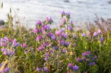 Echium plantagineum is in the rays of the setting sun near the Mediterranean Sea. Flora of Israel. clipart