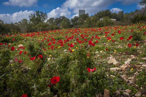 Röd Anemon Blommar Mount Carmel Februari Israel — Stockfoto