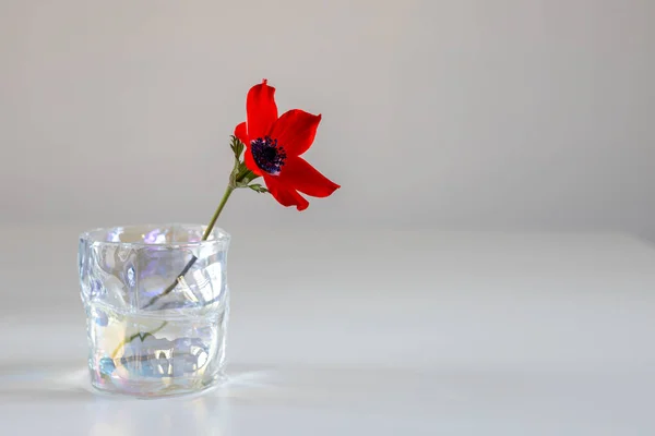 Red Anemone Vase White Table Place Text Spring Concept — Stok fotoğraf
