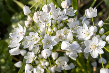 Paronychia argentea, Caryophyllaceae familyasından kumlu bölgelerde, yollarda, terk edilmiş alanlarda ve kuru arazilerde yetişen bir bitki türü. İsrailli Flora