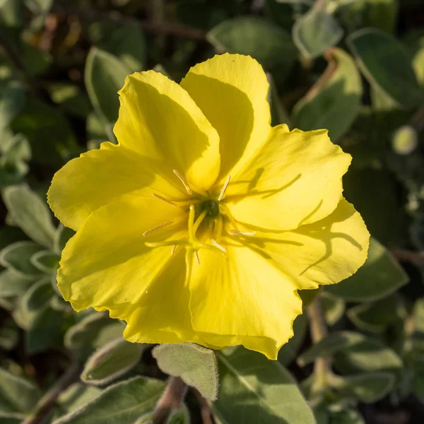 Oenothera drummondii is species of shrub in the family Onagraceae. They have a self-supporting growth form. They are native to The Contiguous United States. Square frame. Flora of Israel