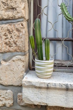 San Pedro (Echinopsis pachanoi) eski bir evin penceresinde seramik bir tencerede