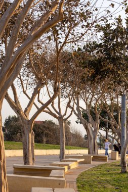 Parkta, deniz kenarında birbirine dolanmış gövdeleri olan dev kavak ağaçları.