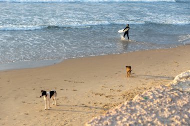 Tel Aviv İsrail - 07 Mart 2023, sörf tahtası olan bir erkek sörfçü denize giriyor. İki köpek sahil boyunca koşar..
