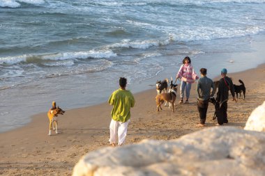 Tel Aviv İsrail - 07 Mart 2023, Pembe ve beyaz çizgili süveterli bir kız deniz kıyısında köpeklerini gezdiriyor..