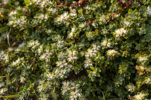Paronychia Argentea Jest Rośliną Zielną Rodziny Caryophyllaceae Która Rośnie Piaszczystych — Zdjęcie stockowe