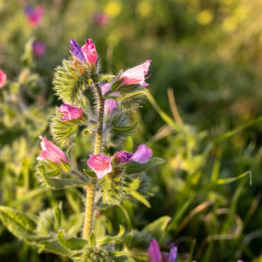 Echium plantagineum Akdeniz yakınlarında batan güneşin ışınlarında bulunur. İsrailli Flora. Kare kare.