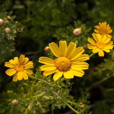 Glebionis segetum, Asteraceae familyasından muhtemelen sadece doğu Akdeniz bölgesinde yetişen bir bitki türüdür. Kare çerçeve Flora Israel