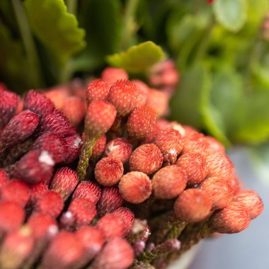 Kare çerçeve. Noel için ev dekorasyonunda satılık Protea çiçekleri. Kırmızı renkli buketler