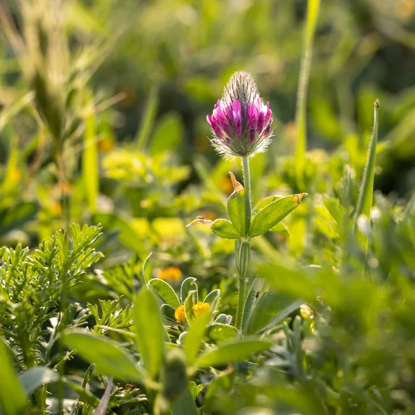 Flora Israel Square Frame Trifolium Purpureum Early Spring Meadow Sunset — Stock Photo, Image