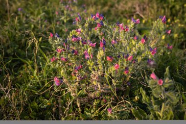 Echium plantagineum is in the rays of the setting sun near the Mediterranean Sea. Flora of Israel
