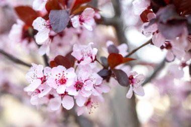 İsrailli Flora. Bahar çiçeği bahçesi. Bulanık arkaplan. Pastel renkler ve tonlama efekti. Boşluğu kenarlıkla kopyala.