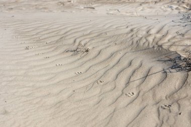 Akdeniz 'in yakınındaki kum tepeleri yemyeşil otlarla bezenmiş ve yumuşak kuma kazınmış hayvan ve böcek yaşamının ilginç izlerini taşıyor..