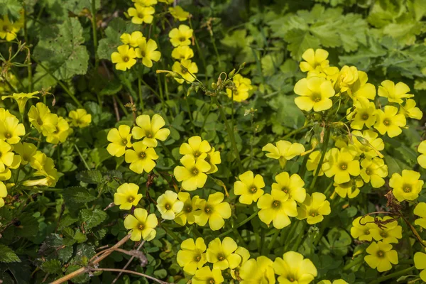Flora of Israel. Oxalis pes-caprae is a species of tristylous yellow-flowering plant in the wood sorrel family Oxalidaceae. Oxalis cernua is a less common synonym for this species.