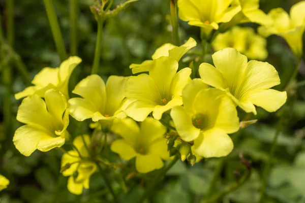 Флора Израиля Oxalis Pes Caprae Вид Тристильного Жёлто Цветущего Растения — стоковое фото
