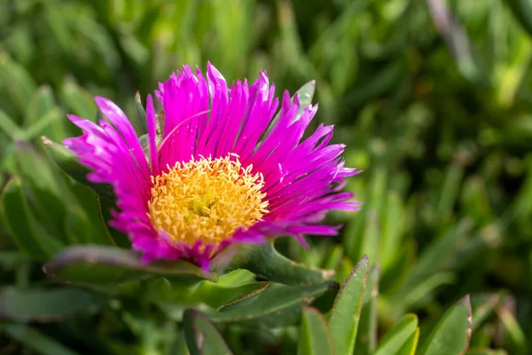 Malephora Crocea Species Flowering Plant Ice Plant Family Known Common — Stock Photo, Image