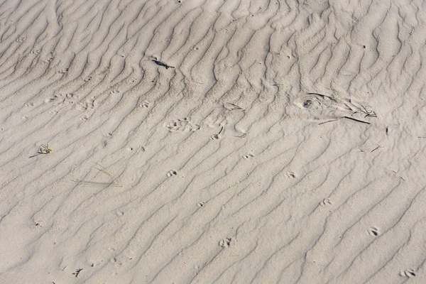 Sanddynerna Nära Medelhavet Prydda Med Frodigt Gräs Och Bär Spännande — Stockfoto