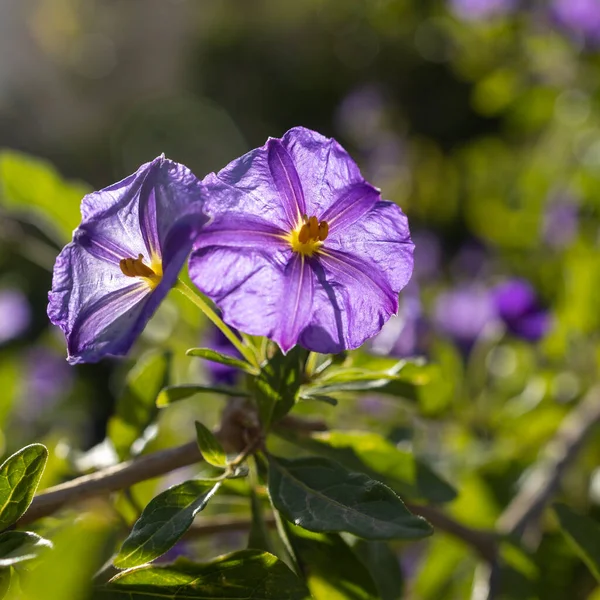 Solanum Jest Dużym Zróżnicowanym Rodzajem Roślin Kwitnących Które Obejmują Trzy — Zdjęcie stockowe