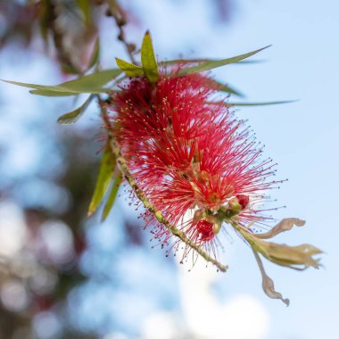 Callistemon, Myrtaceae familyasından bir çalı cinsidir. İsrailli Flora. Kare kare