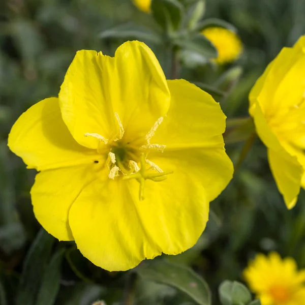 Oenothera Drummondii Species Shrub Family Onagraceae Have Self Supporting Growth — Stock Photo, Image