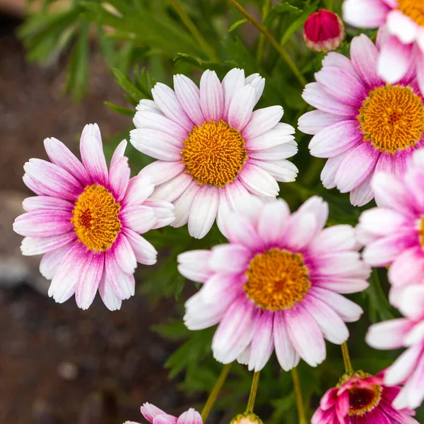 Růžová Marguerite Sedmikráska Květina Argyranthemum Frutescens — Stock fotografie