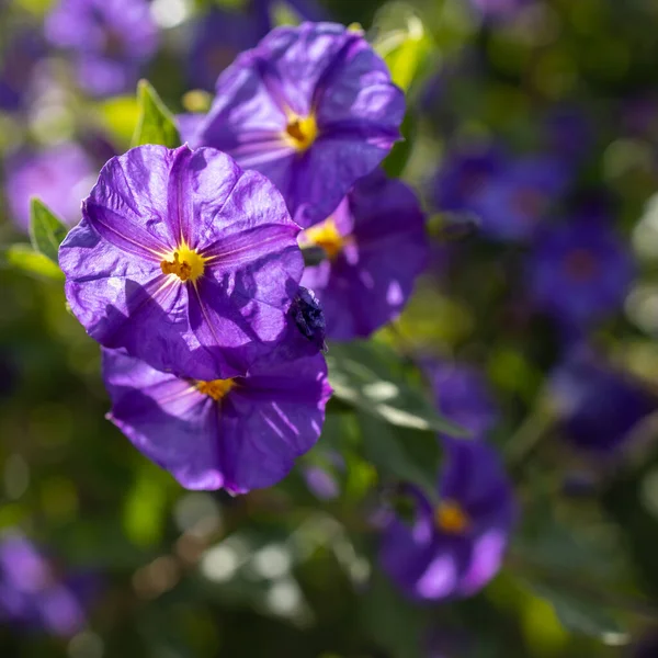 Solanum Género Grande Diverso Plantas Con Flores Que Incluyen Tres —  Fotos de Stock
