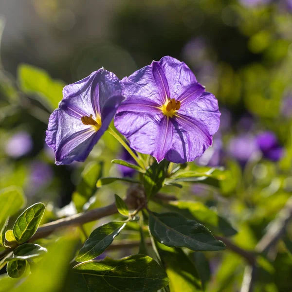 Solanum Large Diverse Genus Flowering Plants Which Include Three Food — Stock Photo, Image