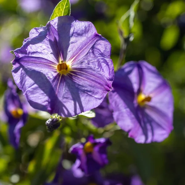 Solanum Large Diverse Genus Flowering Plants Which Include Three Food — Stock Photo, Image