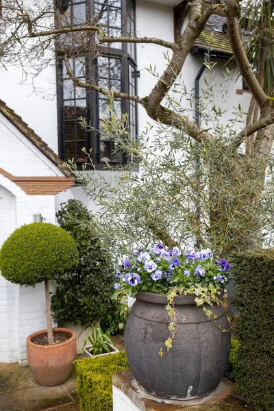 Jarrón Cerámica Con Violetas Hiedra Arbustos Recortados Entrada Una Casa —  Fotos de Stock