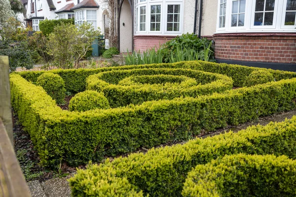 Labyrinthe Buis Buissons Taillés Entrée Une Maison Anglaise Aménagement Paysager — Photo