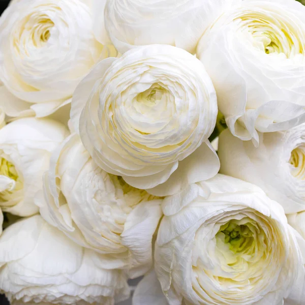 Біла Квітка Ранункулуса Азіка Бутоном Квадратна Рамка — стокове фото