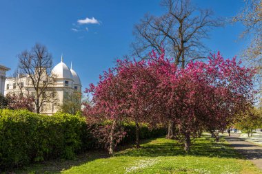 Londra, Regent 's Park' ta çekilmiş narin pembe kiraz çiçeği.