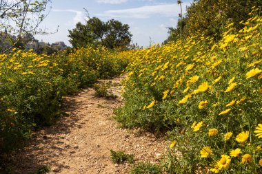Wadi Nisnas Vadisi 'nde yürüyüş parkurunda Hayfa' da bir çayırlık yabani sarı çiçeklerin içinden geçerken Glebionis segetum