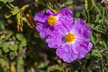 Cistus creticus is a species of shrubby plant in the family Cistaceae. clipart
