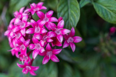 Pentas, Rubiaceae familyasından bir bitki cinsidir..
