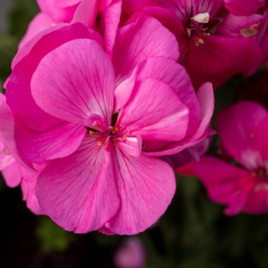 İsrailli Flora. Kare kare. Pelargonium graveolens, Güney Afrika, Zimbabve ve Mozambik 'te yaşayan Pelargonium türü..