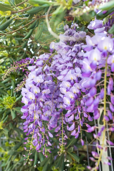 Flowering Wisteria tree on house wall background in Germany. Natural home decoration with flowers of Chinese Wisteria ( Fabaceae Wisteria sinensis ).