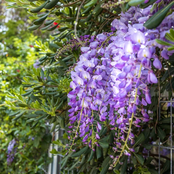 Flowering Wisteria tree on house wall background in Germany. Natural home decoration with flowers of Chinese Wisteria ( Fabaceae Wisteria sinensis ).