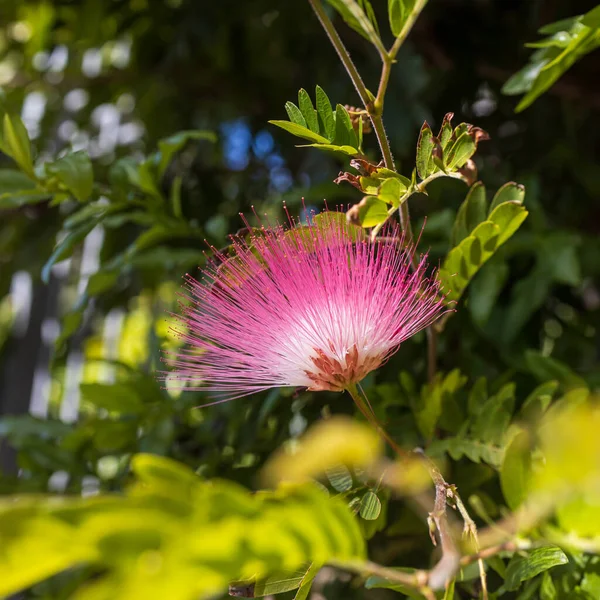 Mimosa Albizia Julibrissin Листва Цветы Парке — стоковое фото