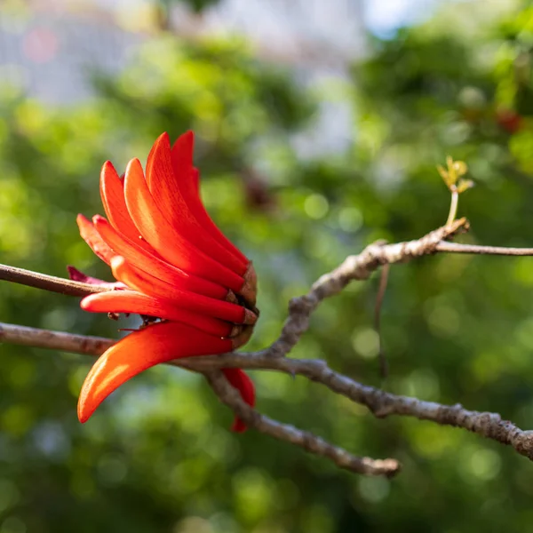 stock image Bright red spectacular flowers of Erythrina against blue sky background. Erythrina corallodendron, the red bean tree, is a species of flowering plant in the family Fabaceae.