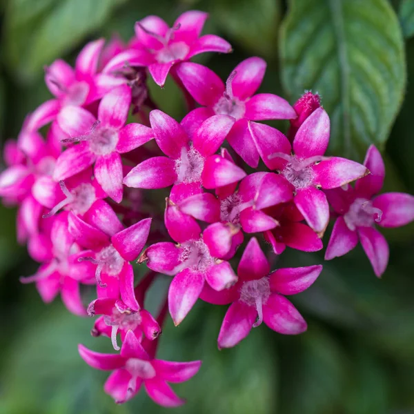 Pentas, Rubiaceae familyasından bir bitki cinsidir..