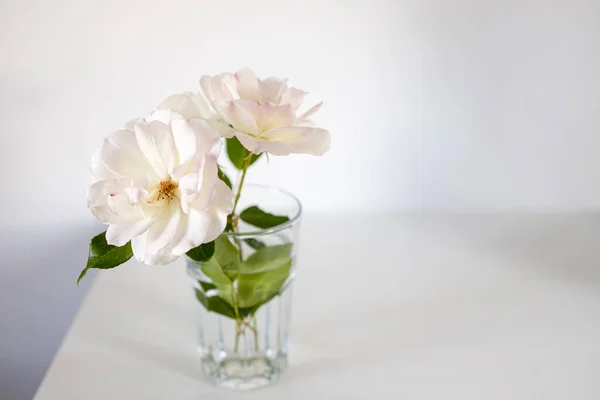 Tea white rose in a transparent glass on a white table. Place for text.
